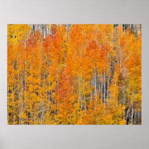 Poster Couleurs d'automne sur les bosquets de trembles