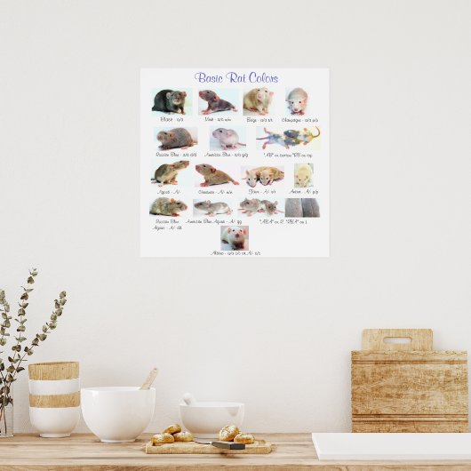 Poster Couleurs de base (Cuisine)