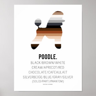 Poster Couleurs de caniche Imprimer par HUXSHOP