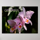 Poster Couleurs de Colombie Orchidée (Devant)