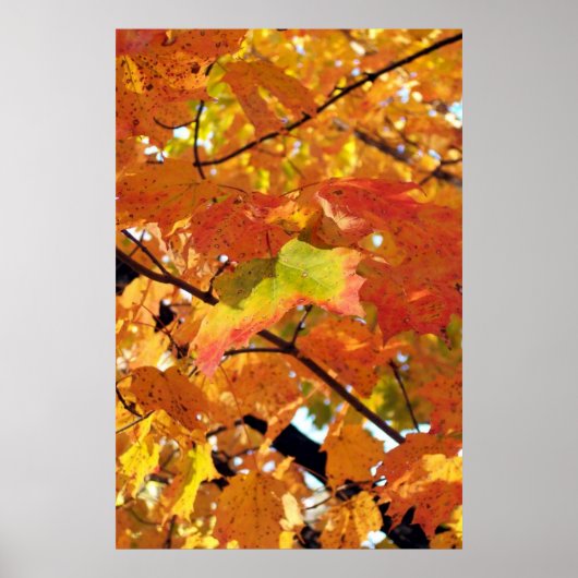 Poster Couleurs de feuillage de pointe en automne (Devant)