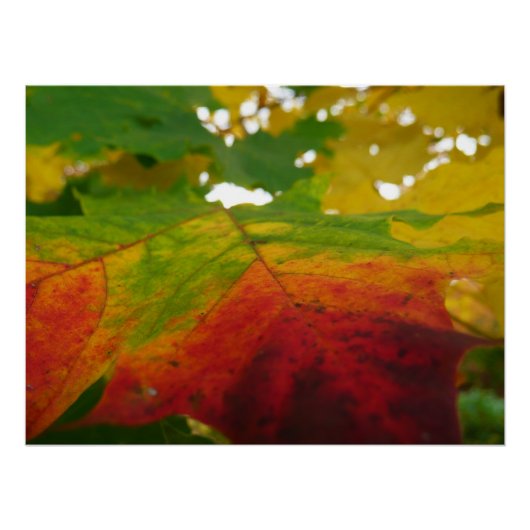 Poster Couleurs de la feuille d'érable Automne Photograph (Devant)