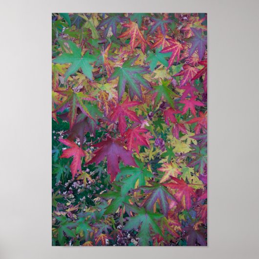 Poster Couleurs de l'automne (Devant)