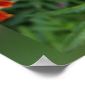 Poster couleurs des marigolds (Coin)