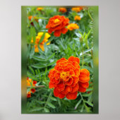 Poster couleurs des marigolds (Devant)