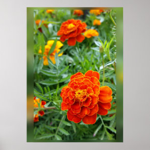 Poster couleurs des soucis