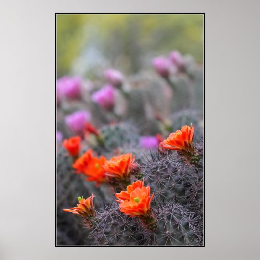 Poster Couleurs du désert (Devant)