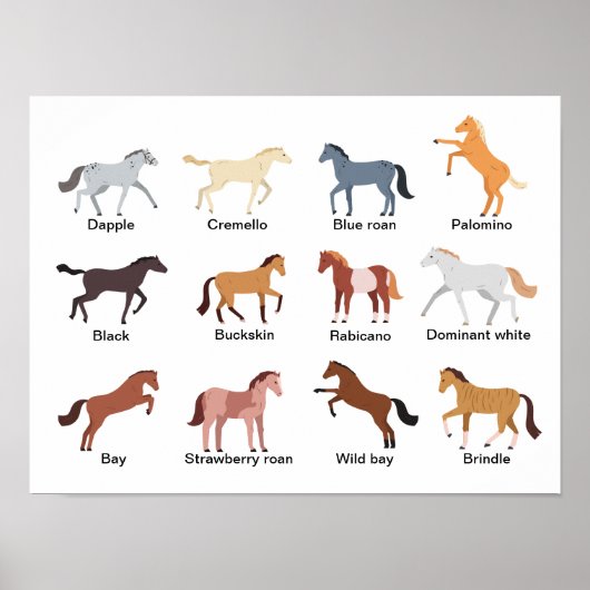Poster Couleurs du manteau de cheval (Devant)