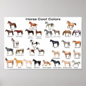 Poster Couleurs du manteau de cheval (Devant)