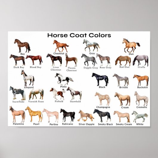 Poster Couleurs du manteau de cheval (Devant)