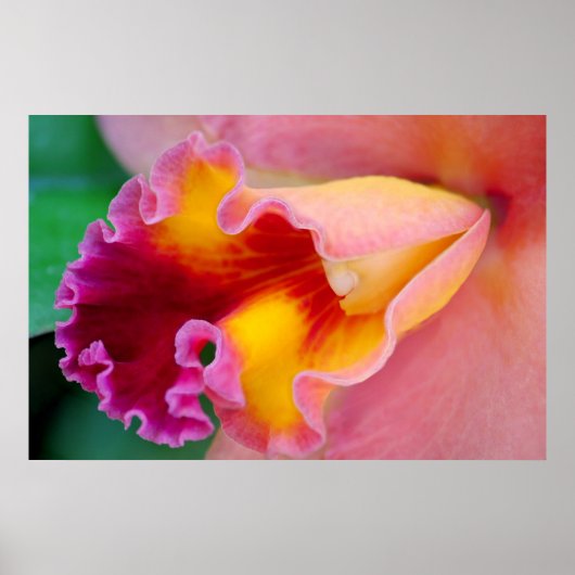 Poster Couleurs orchidées (Devant)