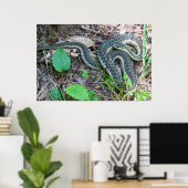 Poster Couleuvre à rayures de l'est au cap Cod (Bureau à domicile)