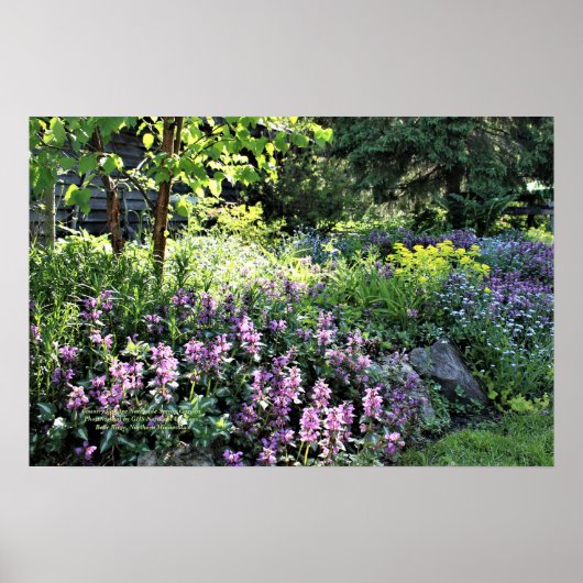 Poster Country Cottage Northside Spring Garden (Devant)