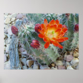 Poster Coupe Claret (Devant)