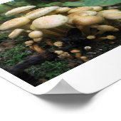 Poster Coupe de champignons (Coin)