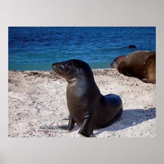 Poster Coupe de lion de mer (Devant)