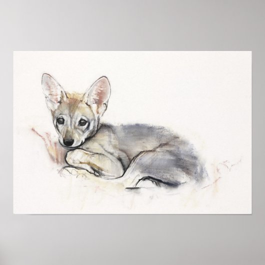 Poster Coupe de loup d'Arabie de curling 2009 (Devant)