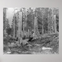 Coupe des arbres par Donner Party