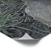 POSTER COUPER OTTER (Coin)