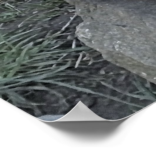 POSTER COUPER OTTER (Coin)