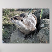 POSTER COUPER OTTER (Devant)