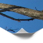 Poster Couple d'aigles à tête blanche (Coin)