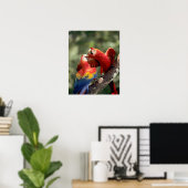 Poster Couple d'Ara rouge (Bureau à domicile)