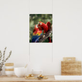 Poster Couple d'Ara rouge (Cuisine)