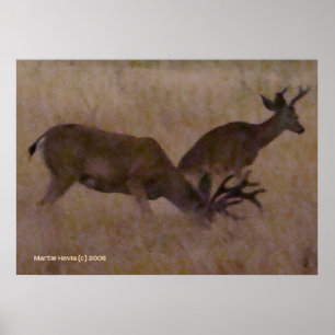 Poster Couple de cerfs en herbe sèche