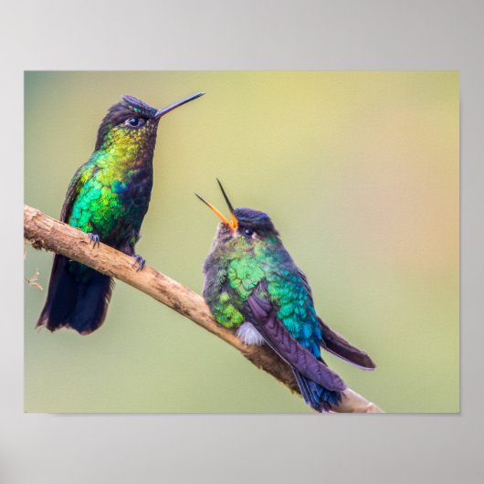 Poster Couple de colibri coloré perché ensemble (Devant)