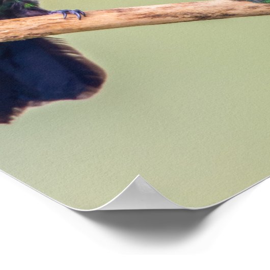 Poster Couple de colibri perché ensemble (Coin)