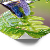 Poster Couple de colibri vert sur la feuille (Coin)