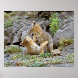 Poster Couple de Fox gris d'Amérique du Sud (Lycalopex gr