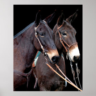 Poster Couple de mule