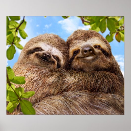 Poster Couple de paresseux (Devant)