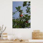 Poster couple de pommes rouges sur une branche (Cuisine)
