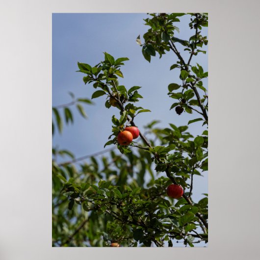 Poster couple de pommes rouges sur une branche (Devant)