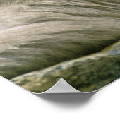 Poster Couple de singe des neiges, Macaque japonais (Coin)