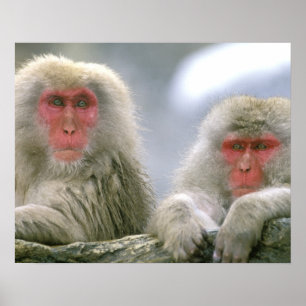 Poster Couple de singes des neiges, Macaque japonais,