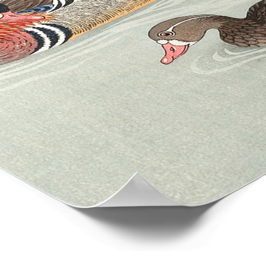 Poster Couple mandarin duck print (Coin)