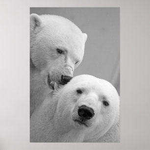 Poster Couples mignons d'ours blanc