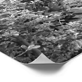 Poster Cour de la Nouvelle-Orléans (Coin)