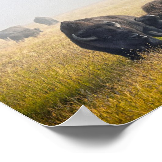 Poster Courage de bison à Yellowstone (Coin)