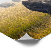 Poster Courage de bison à Yellowstone (Coin)