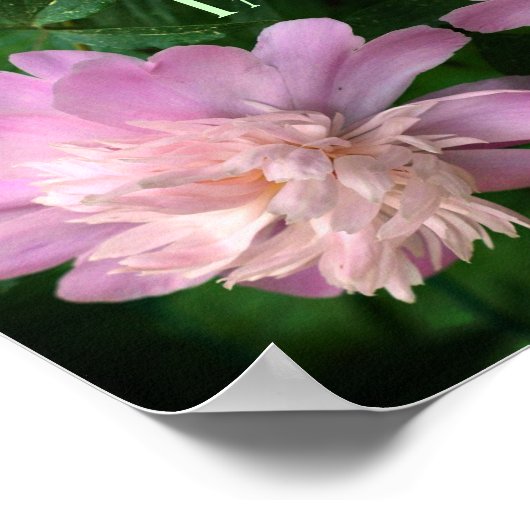 Poster Courage Peony Flower Inspirational Abstrait (Coin)