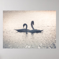 Courage Swans Nature Photo