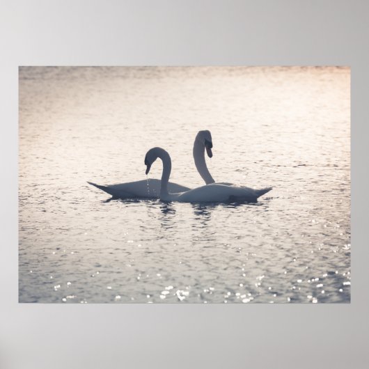 Poster Courage Swans Nature Photo (Devant)