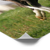 Poster Courant de poulain (Coin)