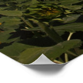 Poster Courbe (Coin)