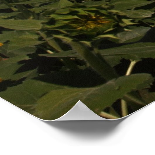 Poster Courbe (Coin)